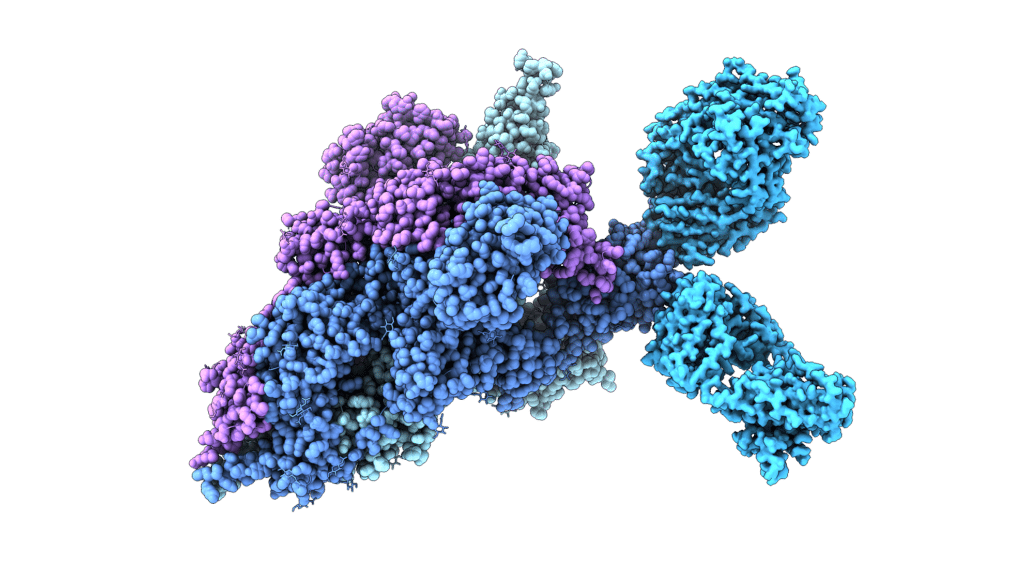 Driedemensionale eiwitstructuur in blauwe en paarse kleuren.